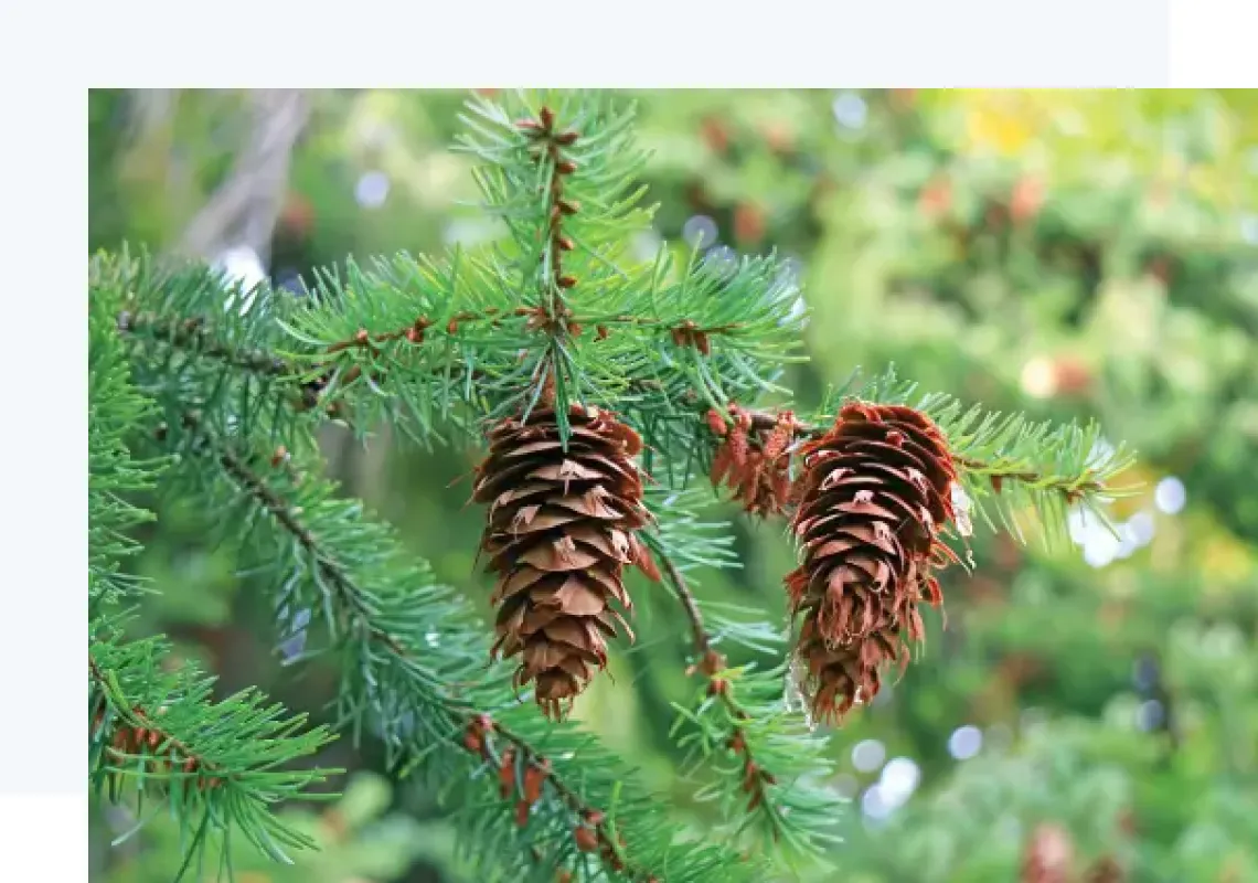 Pine Derivatives