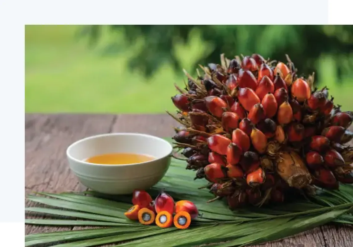 Palm Derivatives