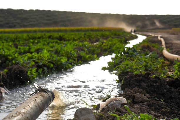 Producción de alimentos con escasez de agua: por qué los proveedores de ingredientes se están replanteando el procesamiento