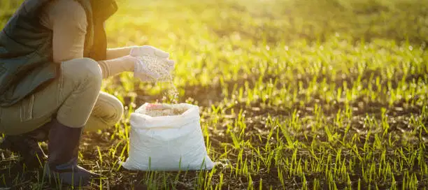 Sulfato de amonio: el subproducto de los fertilizantes adquiere una nueva importancia